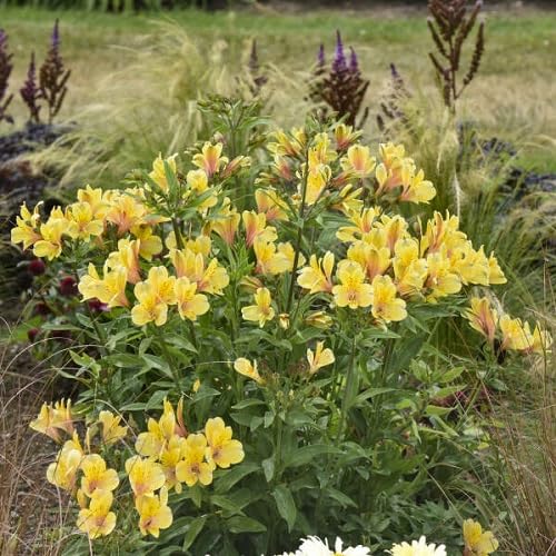 Yellow Alstroemeria Flower Seeds – Heirloom, Non-GMO, High Germination