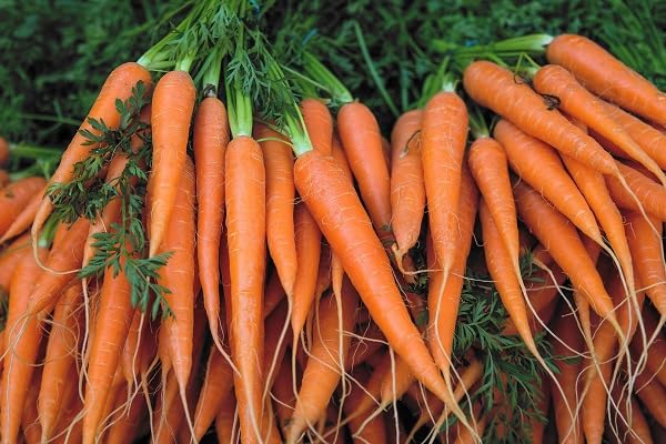 Carrot Seeds – Heirloom, Non-GMO, High Germination Organic Garden Seeds Planting