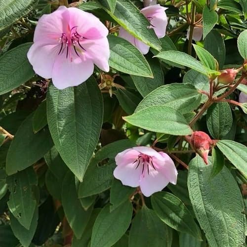 Purple Tibouchina Flower Seeds Heirloom Non-GMO High Germination Organic Garden Seeds