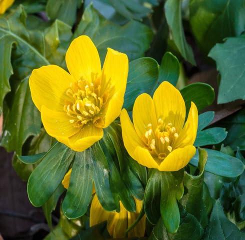 Yellow Eranthis Hyemalis Flower Seeds – Heirloom Non-GMO High Germination Organic Seeds