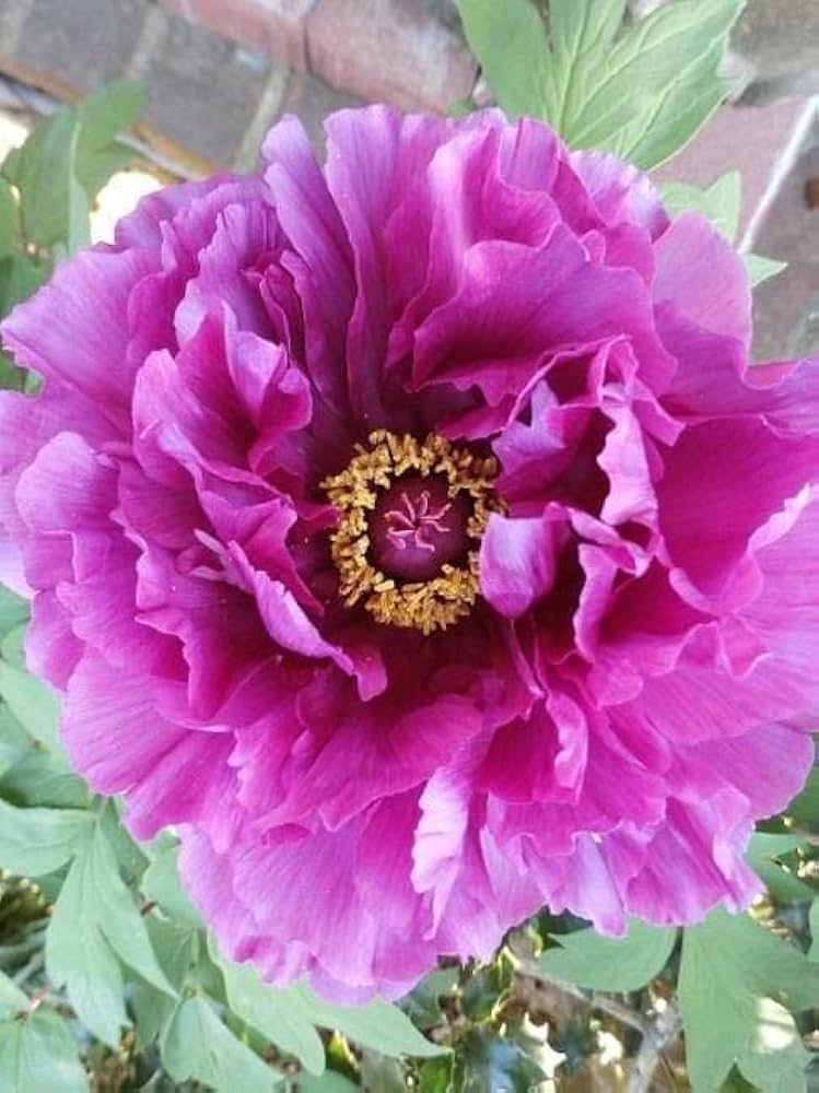 purple peony flower seeds