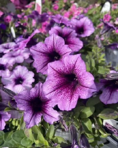 Petunia Flower Seeds Purple Heirloom Non-GMO High Germination Organic Garden Seeds for Planting