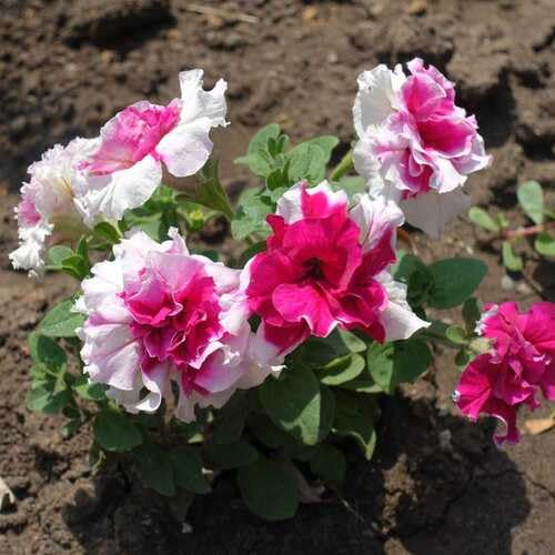 Rosa-weiße doppelte Calibrachoa-Blumensamen – Alte Sorte, gentechnikfrei, hohe Keimfähigkeit, Bio-Gartensamen zum Pflanzen