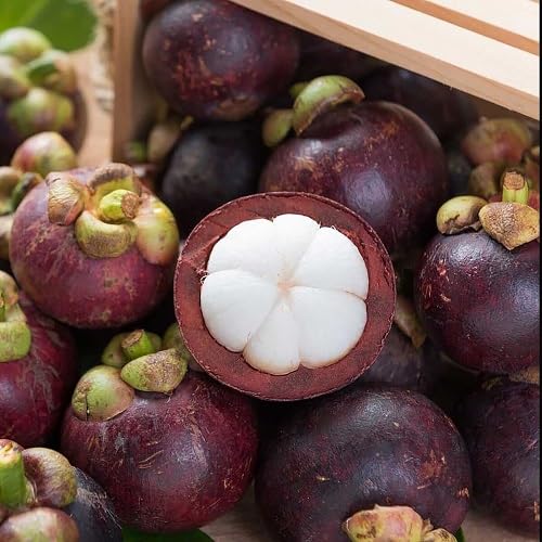 Maroon Mangosteen Seeds – Heirloom, Non-GMO, High Germination Organic Garden Seeds