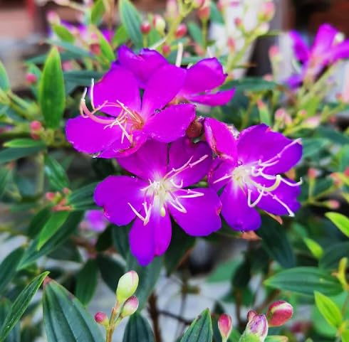 Rosa Tibouchina Blumensamen Heirloom Non-GMO Hohe Keimrate Bio-Gartensamen