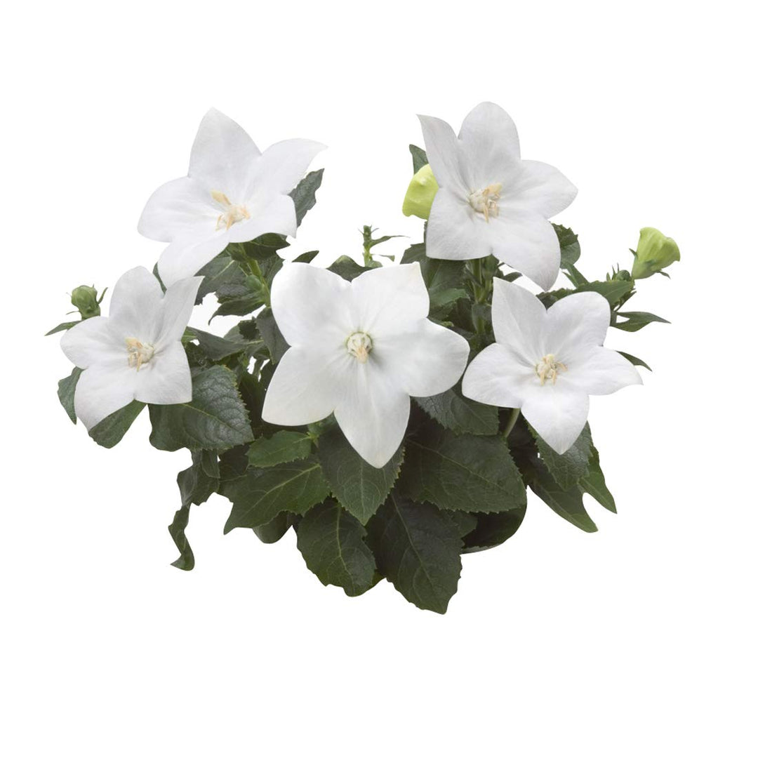 white balloon flower seeds