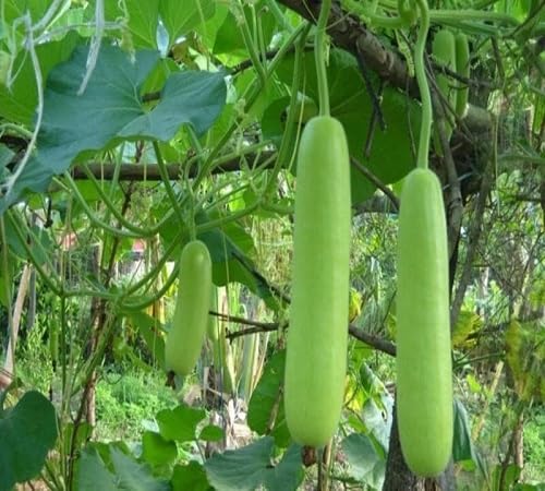 Bottle Gourd Seeds – Heirloom, Non-GMO, High Germination Organic Garden Seeds Planting