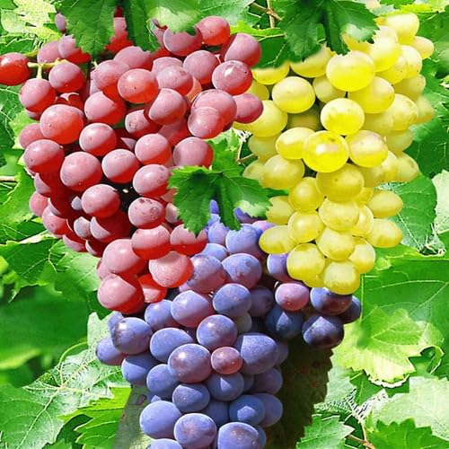 Mixed Grapefruit Seeds – Heirloom, Non-GMO, High Germination Organic Garden Seeds for Planting