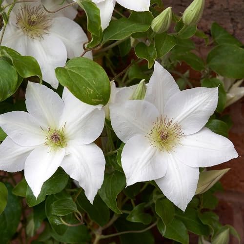 White Clematis Flower Seeds Heirloom Non-GMO High Germination Organic Garden Seeds for Planting