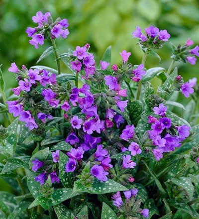 Purple Pulmonaria Flower Seeds Heirloom Non-GMO High Germination Organic Garden Seeds for Planting