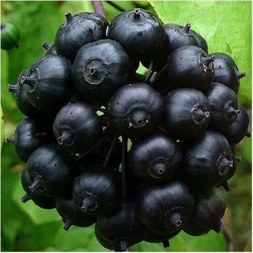 Pink Ginseng Melon Seeds – Heirloom, Non-GMO, High Germination Organic Garden Seeds