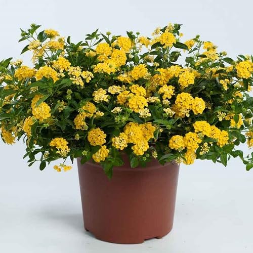 Yellow Lantana Flower Seeds – Heirloom Non-GMO High Germination Organic Seeds