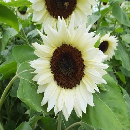 Sunflower Seeds White Heirloom Non-GMO High Germination Organic Garden Seeds
