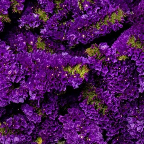 purple statice flower seeds