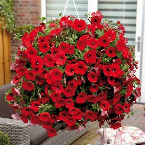 Red Calibrocha Flower Seeds – Heirloom, Non-GMO, High Germination Organic Garden Seeds for Planting