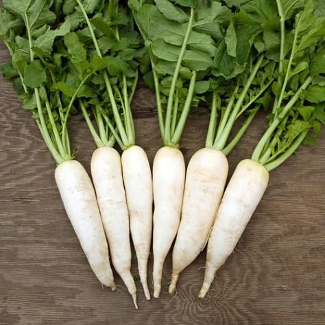 Radish Seeds – Heirloom, Non-GMO, High Germination Organic Garden Seeds Planting