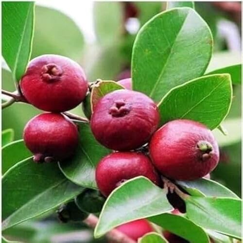 Red Guava Seeds – Heirloom, Non-GMO, High Germination Organic Garden Seeds