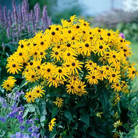 Rudbeckia Fulgida Flower Seeds for Planting – Heirloom, Non-GMO, High Germination Organic Garden Seeds
