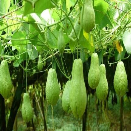 Chayote Green Seeds – Heirloom, Non-GMO, High Germination Organic Garden Seeds Planting