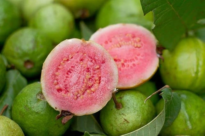 Guava Seeds Pink – Heirloom Non-GMO High Germination Organic Garden Seeds for Planting
