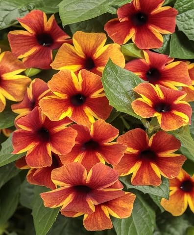 Thunbergia Flower Seeds Heirloom Non-GMO High Germination Organic Garden Seeds for Planting