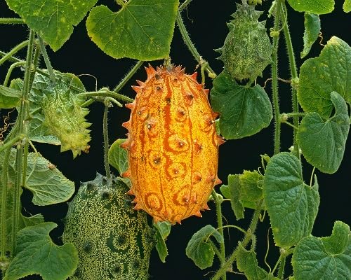 Orange Kiwano Seeds for Planting – Heirloom Non-GMO High Germination Organic Garden Seeds