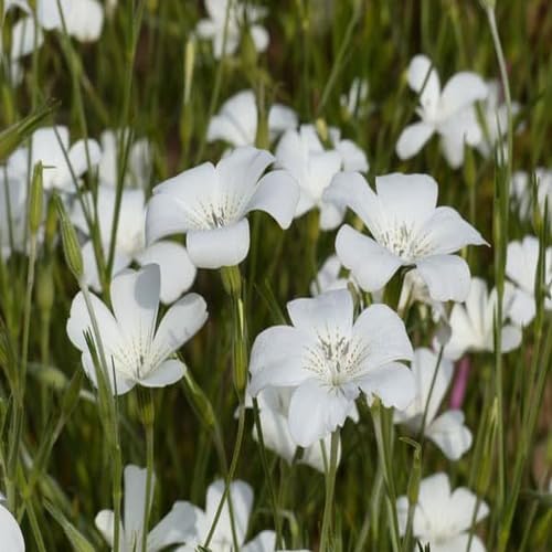 Saponaria Vaccaria Flower Seeds – Heirloom Non-GMO High Germination Organic Garden Seeds