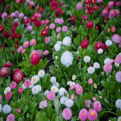 Pomponette Mixed Flower Seeds Heirloom Non-GMO High Germination Organic Garden Seeds for Planting