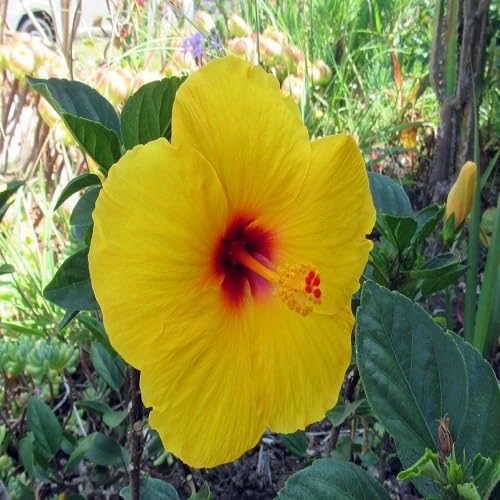 Hibiscus Flower Seeds – Heirloom, Non-GMO, High Germination Organic Garden Seeds for Planting