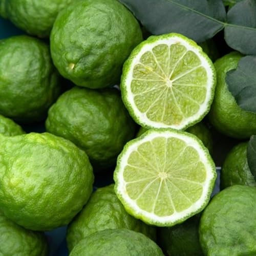 Bergamot Seeds Heirloom Non-GMO High Germination Organic Garden Seeds for Planting