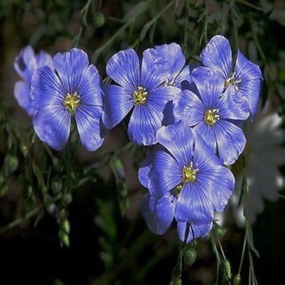 blue flax flower seeds
