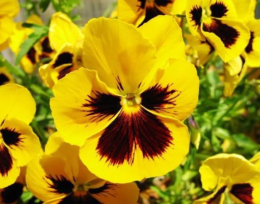 yellow marron flower seeds