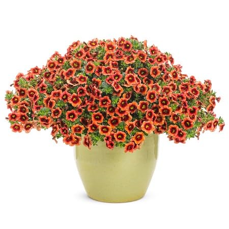 Orange Calibrchoa Flower Seeds – Heirloom, Non-GMO, High Germination Organic Garden Seeds for Planting