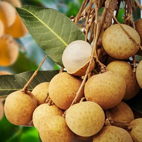 Brown Longan Seeds – Heirloom, Non-GMO, High Germination Organic Garden Seeds