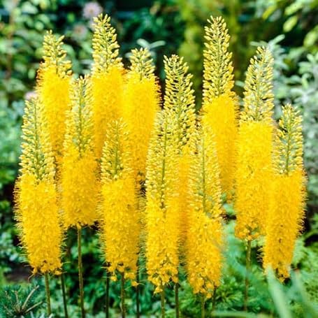 Yellow Eremurus Flower Seeds – Heirloom Non-GMO High Germination Organic Seeds