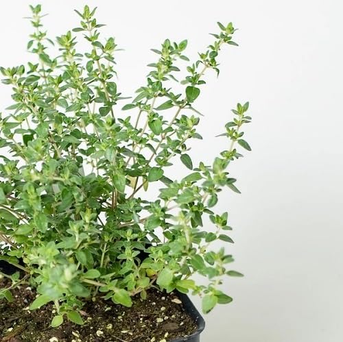 Green Lemon Thyme Plant Seeds Heirloom Non-GMO High Germination Organic Garden Seeds