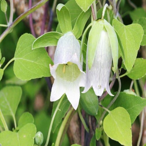 White Codonopsis Flower Seeds Heirloom Non-GMO High Germination Organic Garden Seeds for Planting