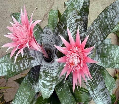 Rosa Bromelienblumensamen – Alte Sorte, gentechnikfrei, hohe Keimrate, Bio-Gartensamen zum Pflanzen