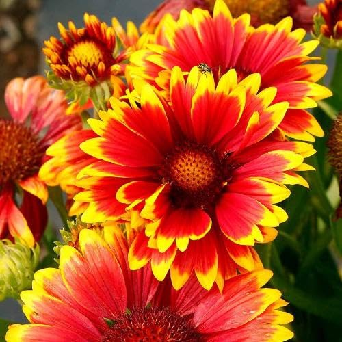 Yellow Orange Aristata Flower Seeds – Heirloom, Non-GMO, High Germination Organic Seeds