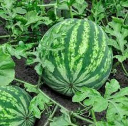 Green Watermelon Fruit Seeds – Heirloom, Non-GMO, High Germination Organic Garden Seeds