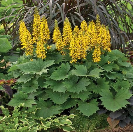 Yellow Ligularia Flower Seeds – Heirloom Non-GMO High Germination Organic Garden Seeds