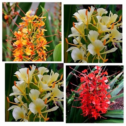 Mixed Hedychium Flower Seeds – Heirloom, Non-GMO, High Germination Seeds