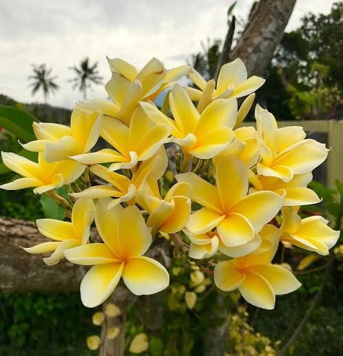 Yellow Plumeria Alba Flower Seeds – Heirloom Non-GMO High Germination Organic Garden Seeds