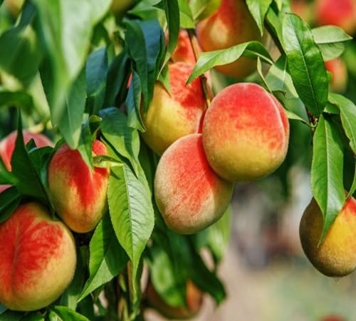 Red Peach Seeds – Heirloom, Non-GMO, High Germination Organic Garden Seeds