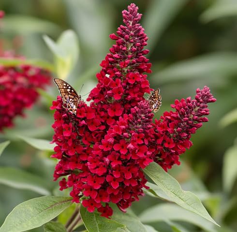 Red Buddleia Davidii Flower Seeds Heirloom Non-GMO High Germination Organic Garden Seeds for Planting