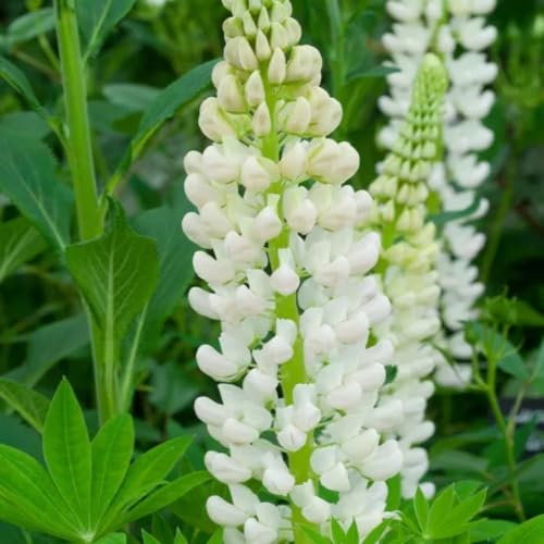 White Lupine Flower Seeds Heirloom Non-GMO High Germination Organic Garden Seeds for Planting