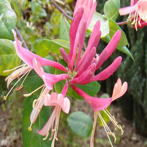 Pink Lonicera Flower Seeds – Heirloom, Non-GMO, High Germination Organic Garden Seeds for Planting