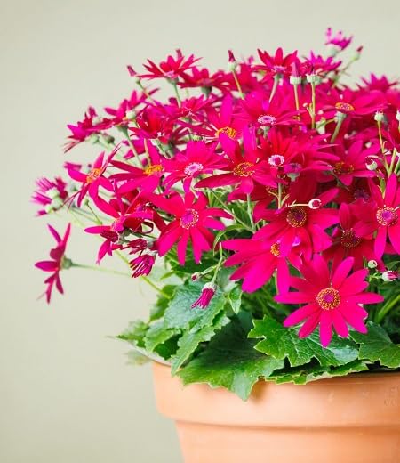 Senetti Flower Seeds Cs Pink for Planting – Heirloom, Non-GMO, High Germination Organic Garden Seeds