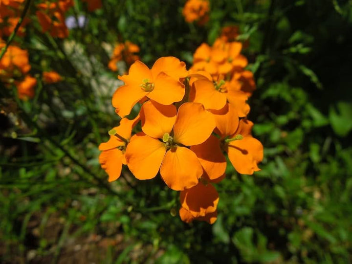 Semillas de Flores Cheiranthus Allionii Naranja – Variedad Tradicional, No Modificadas Genéticamente, Alta Germinación