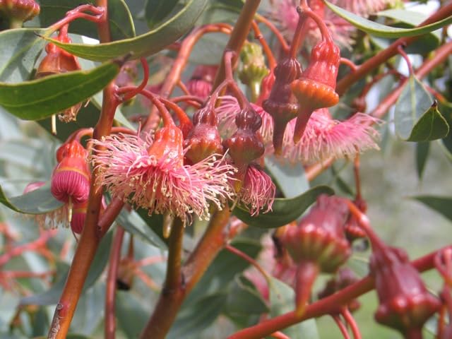 red eucalyptus flower seeds